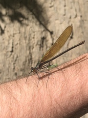 Calopteryx angustipennis