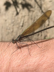 Calopteryx angustipennis