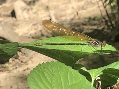 Calopteryx angustipennis