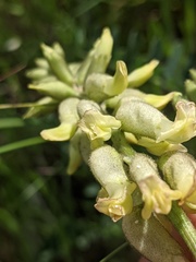 Astragalus collinus
