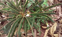 Biophytum dendroides