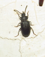 Anaedus
