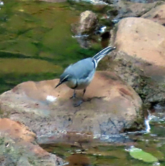 Motacilla clara