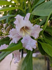× chitalpa tashkentensis
