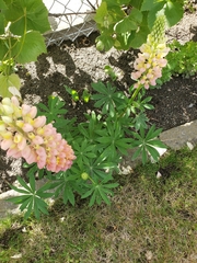 Lupinus