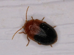 Prionocyphon discoideus