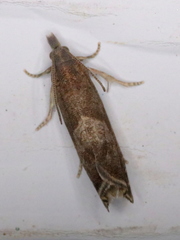 Dichrorampha acuminatana