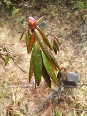 Rhododendron groenlandicum