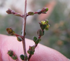 Pseudanthus orbicularis