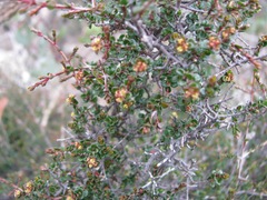 Pseudanthus orbicularis