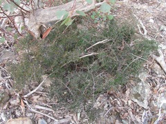 Pseudanthus orbicularis