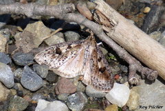 Palpita aenescentalis