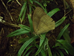 Papilionoidea