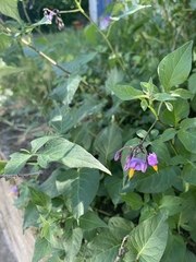 Solanum dulcamara