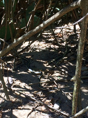 Masticophis lateralis