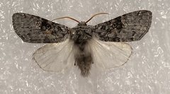 Meleneta antennata