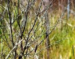 Eugenes fulgens