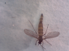 Sciaridae