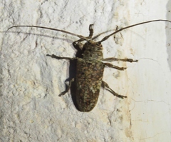 Oncideres cingulata