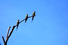 Merops americanus