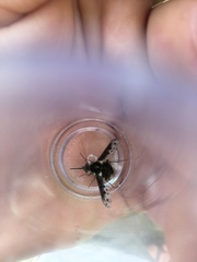 Bombylius albicapillus