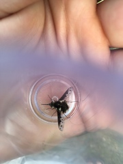 Bombylius albicapillus