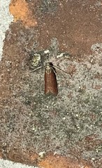 Varneria postremella