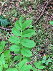 Sorbus sitchensis sitchensis