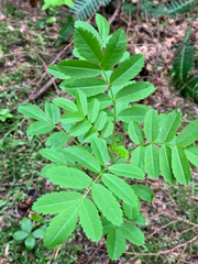 Sorbus sitchensis sitchensis