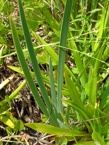 Image of Iris tridentata by (c) Alison Northup, some rights reserved (CC BY)