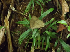 Papilionoidea