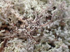 Cladonia stygia