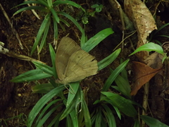 Papilionoidea