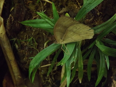 Papilionoidea