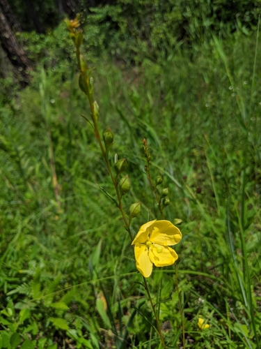 Image of Ludwigia virgata by (c) Alison Northup, some rights reserved (CC BY)