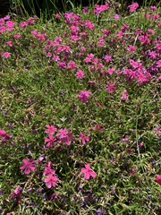 Phlox