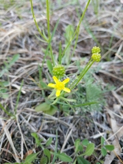 Ranunculus rhomboideus