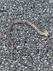 Clonophis kirtlandii