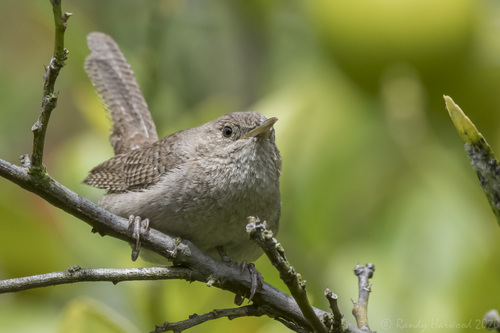 Northern House Wren, Los Angeles County, US-CA, US, photo 9 of 10