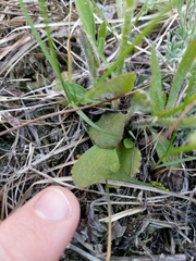 Ranunculus rhomboideus