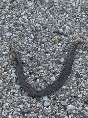Clonophis kirtlandii