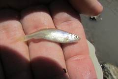 Notropis atherinoides