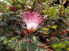 Image of Calliandra parvifolia