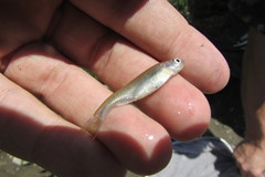 Notropis atherinoides