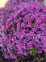 Phlox