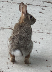 Sylvilagus floridanus