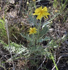 Crepis modocensis