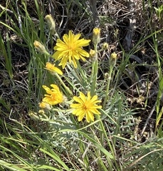 Crepis modocensis