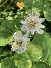 Passiflora foetida