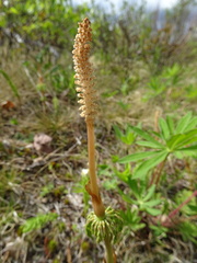 Equisetum sylvaticum image